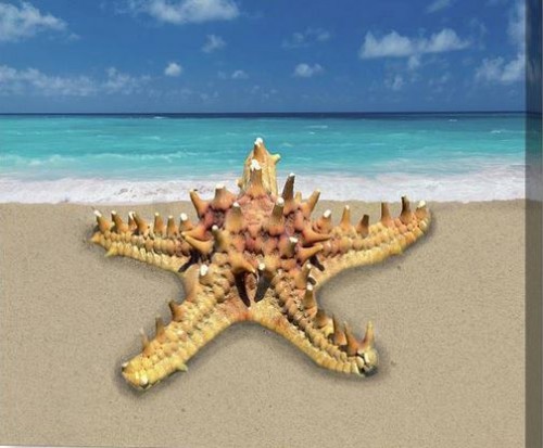 Capture-Knobby-Starfish-Shell-On-The-Beach-Canvas-Print-FAA.jpg