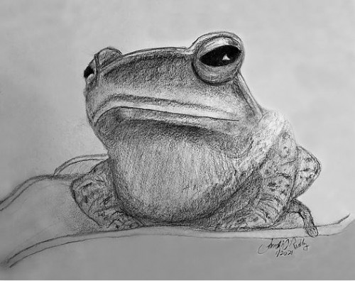 Capture-A-Frog-for-FAA-TW-FB.jpg