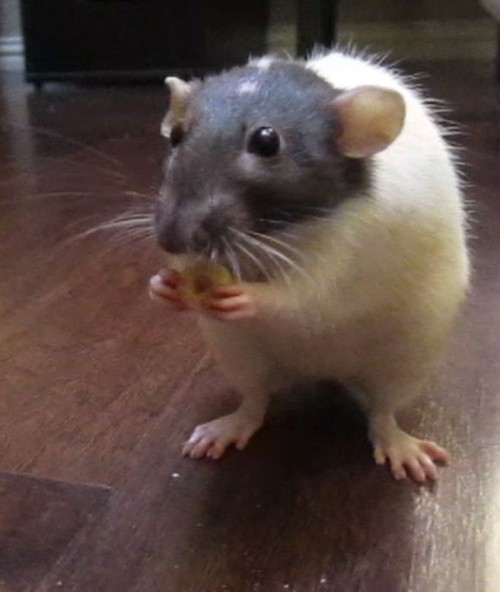 fran-eating-cheerio.jpg