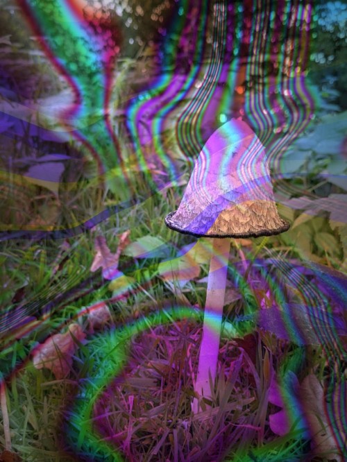 shroom01.jpg