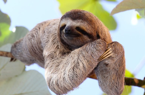 JANOSSYGERGELYSHUTTERSTOCK.jpg