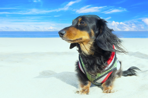 Blackjack_Beach3.jpg