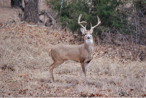 nhdeerbuck1b.jpg