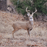 nhdeerbuck1b