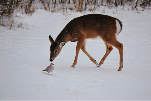 nhdeerdove1b.jpg