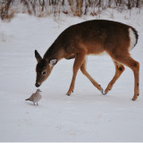 nhdeerdove1b