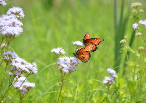 nhmonarchbutterfly1b.jpg