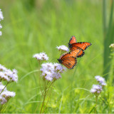 nhmonarchbutterfly1b