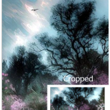 crop3a1dd9367a95cc9f22.png