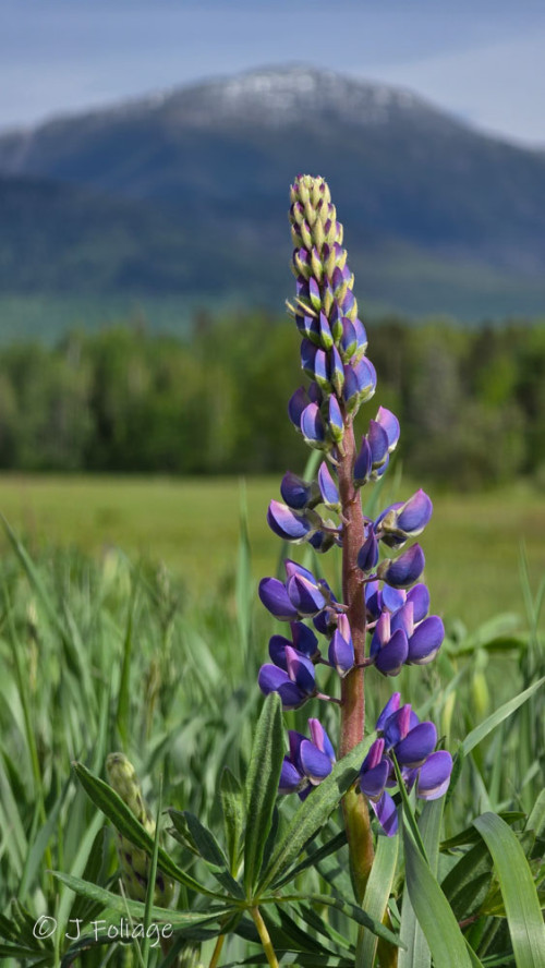 Lupines-in-the-White-Mountains-10.jpg