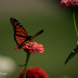 16-Sept-Monarch-1