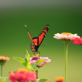 16-Sept-Monarch-6