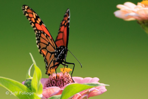16-Sept-monarch-25.jpg