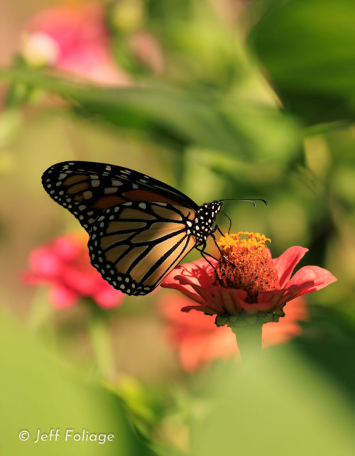 31-August-Monarch-1.jpg