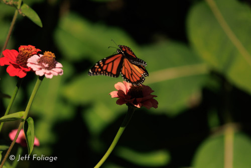31-August-Monarch-3.jpg
