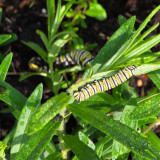 monarch-on-butterfly-weed